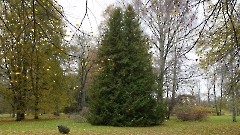 03. Козе Ууэмыза и парк. Фото- Александр Хмыров, 1 ноября 2025 г.