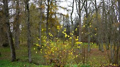 12. Козе Ууэмыза и парк. Фото- Александр Хмыров, 1 ноября 2025 г.