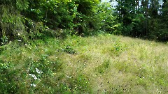 6. Валгаский уезд. Ала. 25 июля 2025 г. Фото- Александр Хмыров