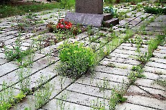 05. Кодавере. Братская могила павших во II мировой войне. 24 июля 2013 г. Фото -  Александр Хмыров