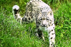 Итоговой выставкой завершился проект «Художники в гостях у зоопарка»