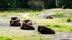 Итоговой выставкой завершился проект «Художники в гостях у зоопарка»