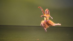 092. Благотворительный балетный гала-концерт в Центре культуры «Мере» 30 ноября 2025 г. Фото- Александр Хмыров