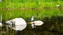 Итоговой выставкой завершился проект «Художники в гостях у зоопарка»