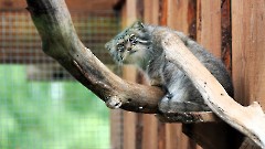 Итоговой выставкой завершился проект «Художники в гостях у зоопарка»